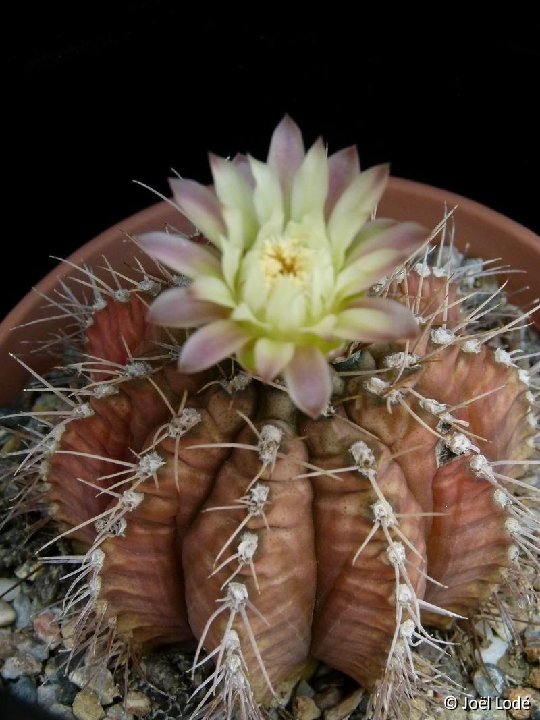 Gymnocalycium mihanovichii v. melocactiforme P1020606